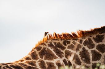 Across Species