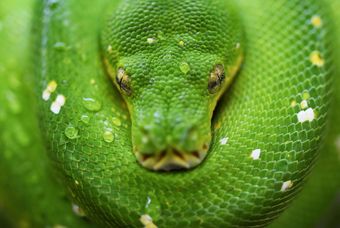 Reptiles
