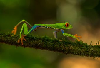 Amphibians