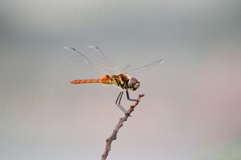 Insects