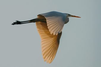 Bird in flight