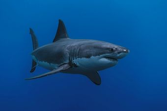 Great white shark with deep blue sea in background