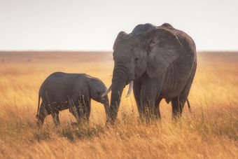 Two elephants among tall grass