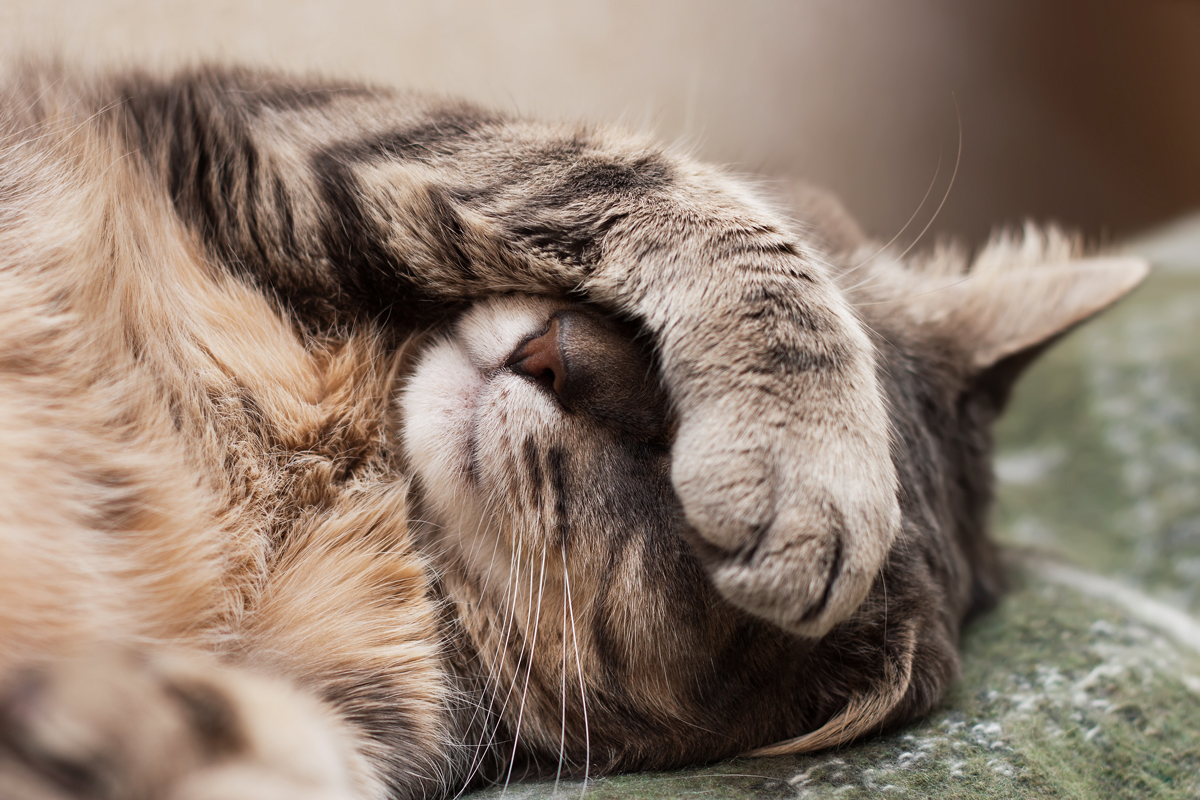 Cat covering its face with its paw