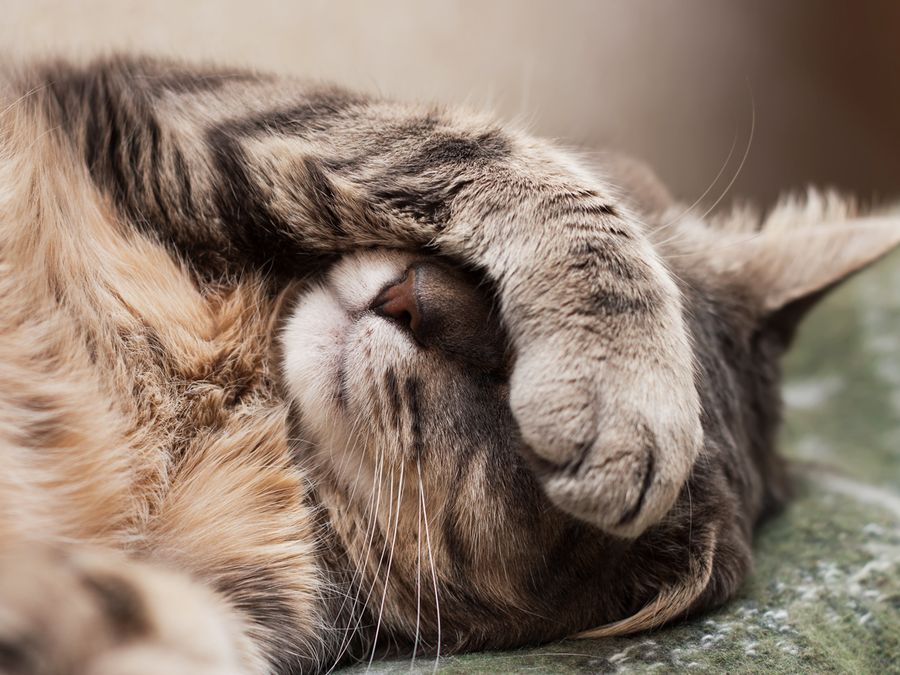 Can Animals Get Allergies?