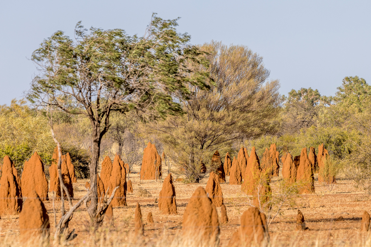 Magnetic termite mounds
