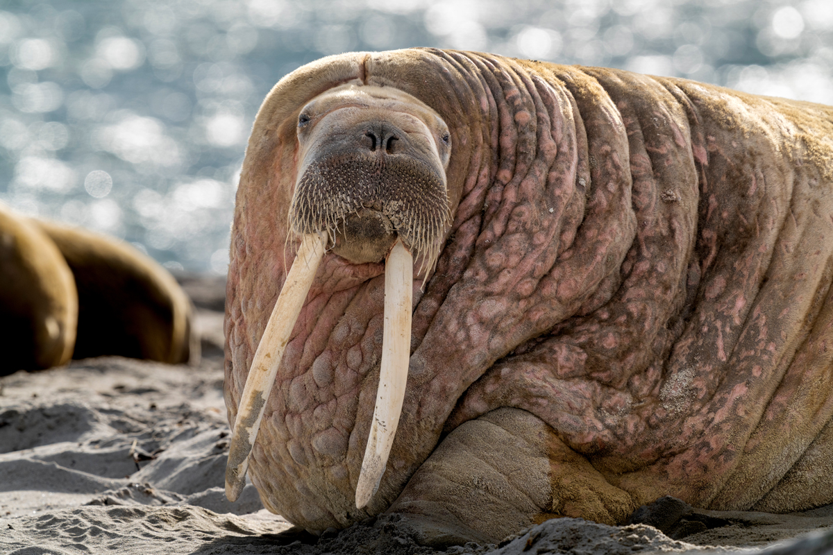 Walrus lying on sand