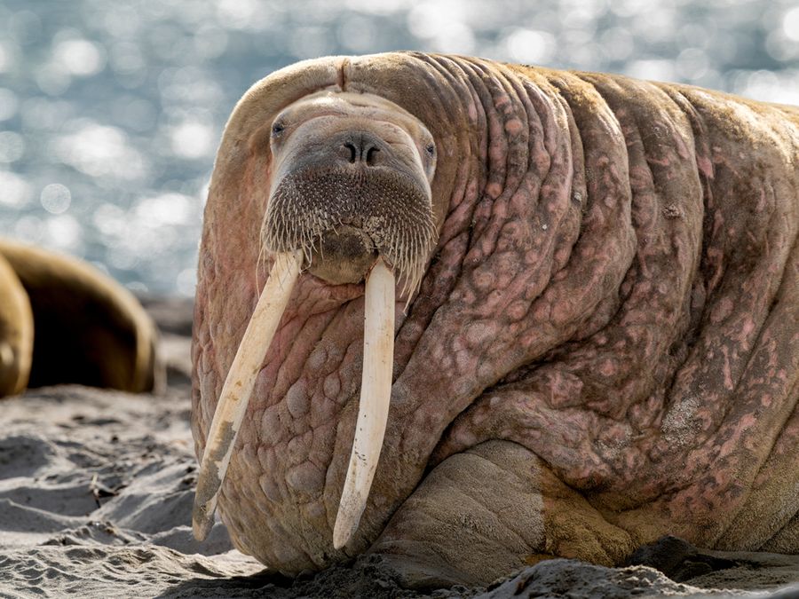 The 10 Biggest Animals on Earth