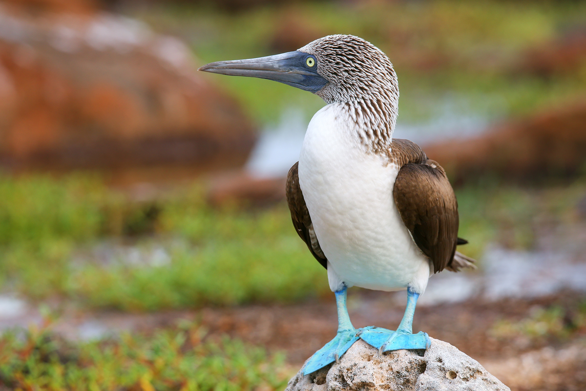 Blue-footed booby standing on a rock
