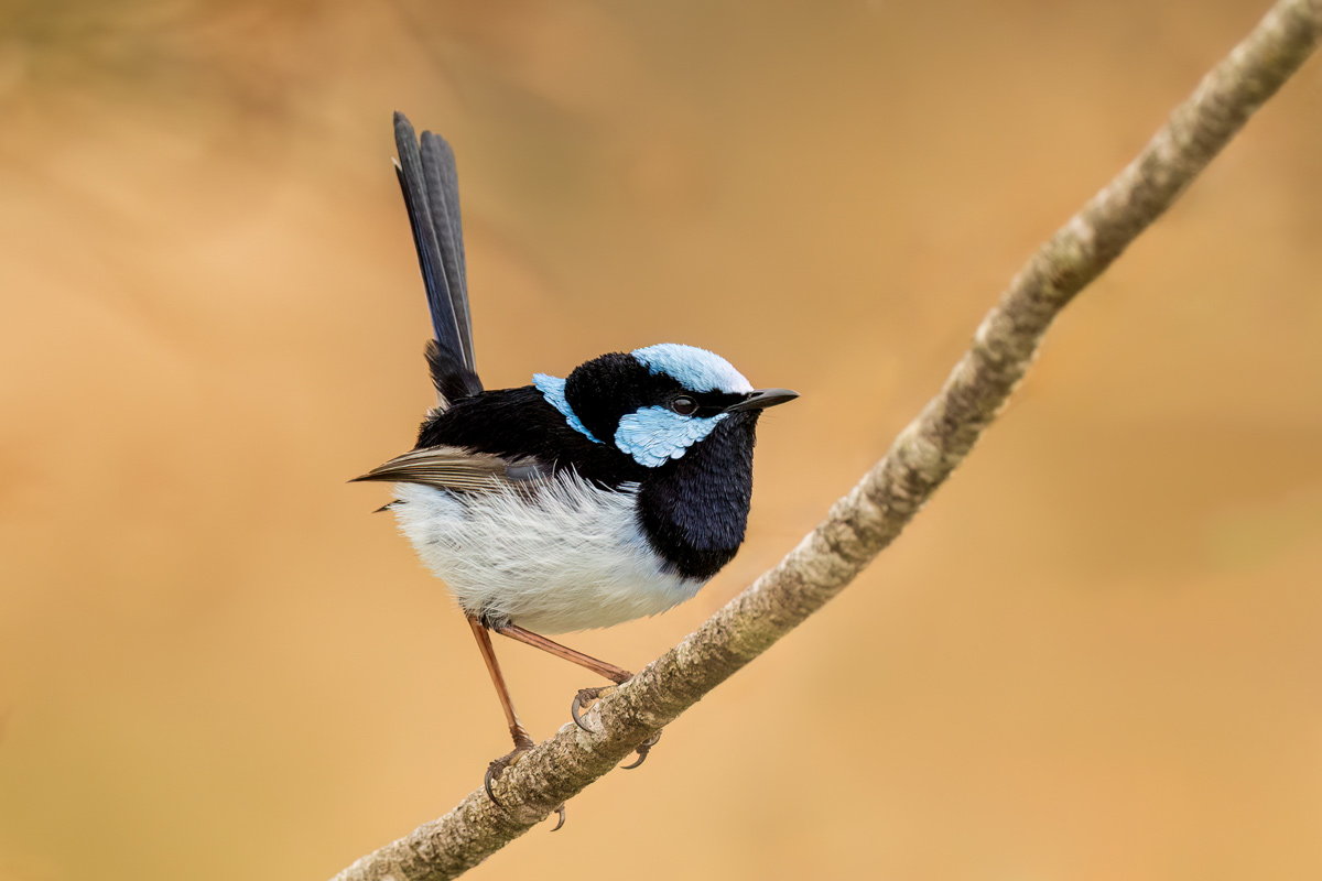 Superb fairywren perched on a small branch