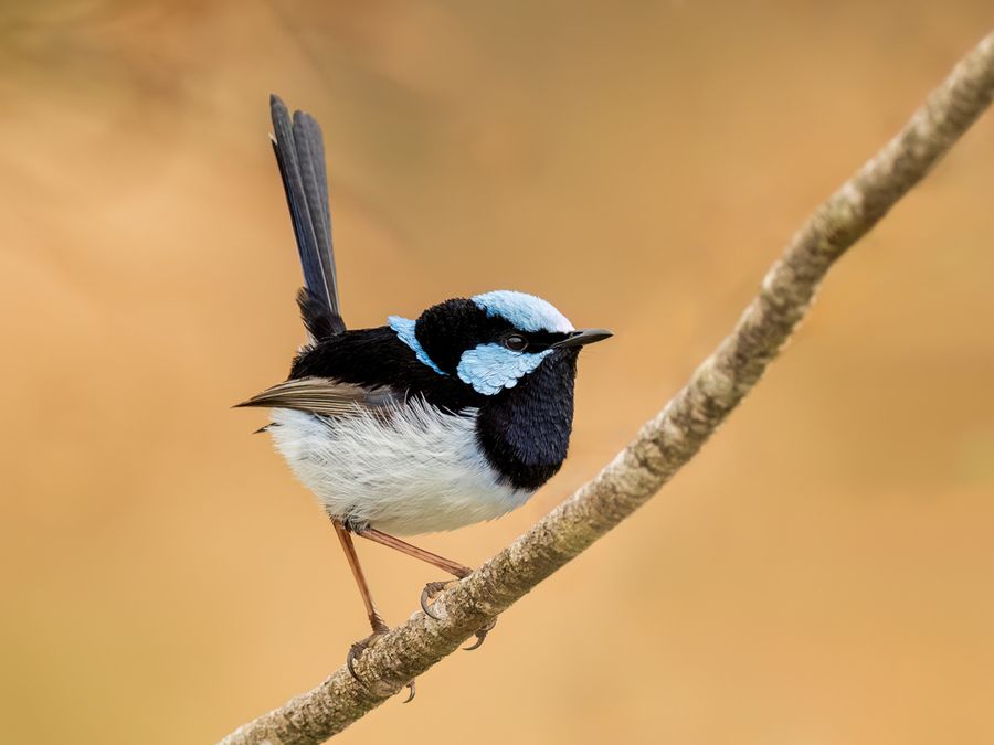 These Animals Can Communicate Before They’re Even Born