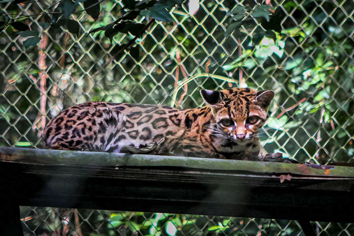 Leopardus tilcayo in an enclosure