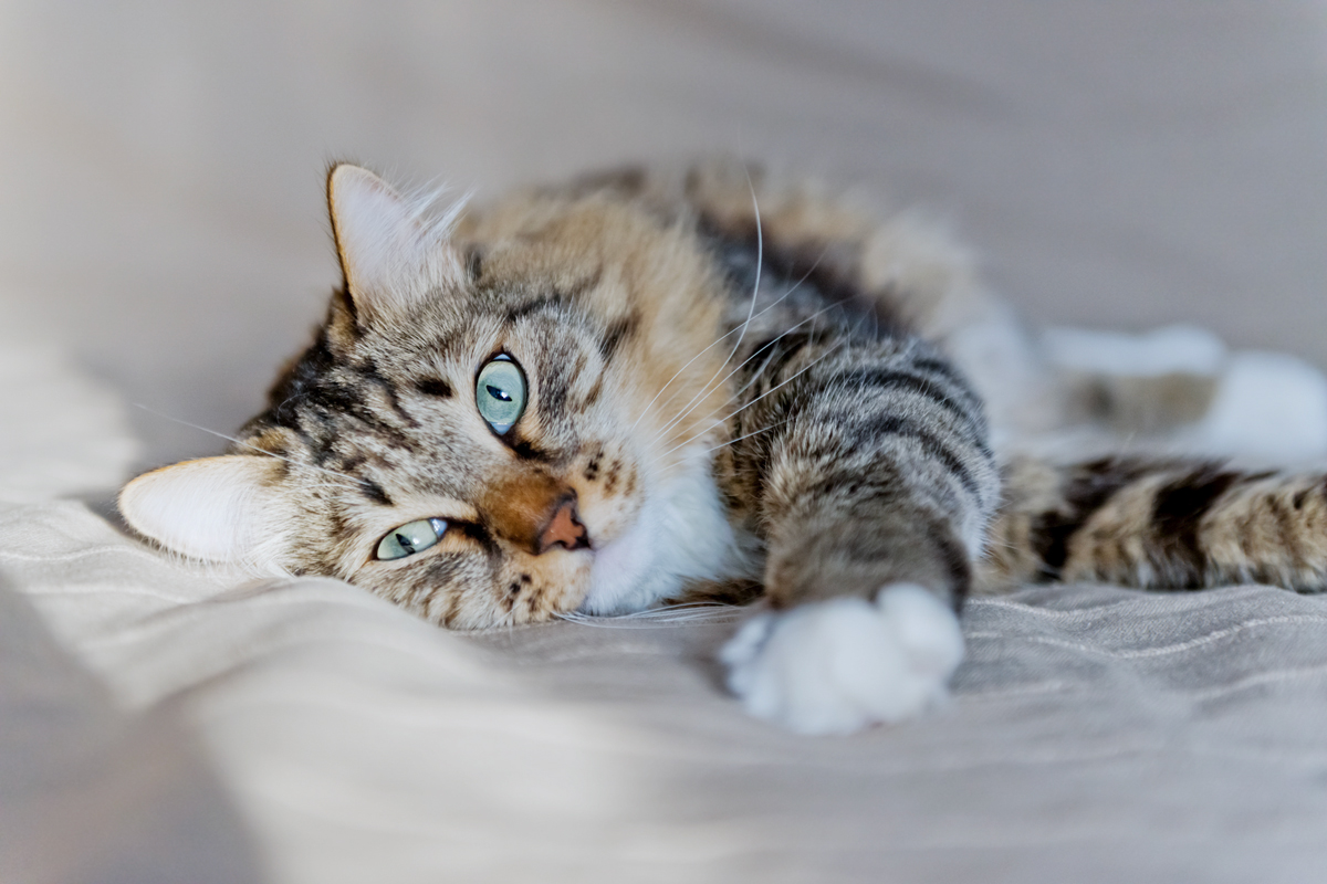Domestic cat reclining on soft surface
