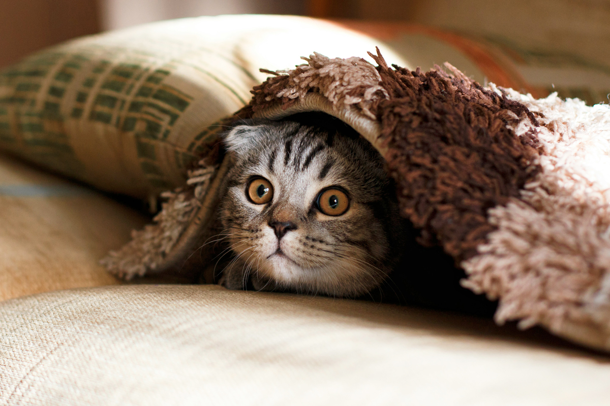 House cat peeking out from under a blanket