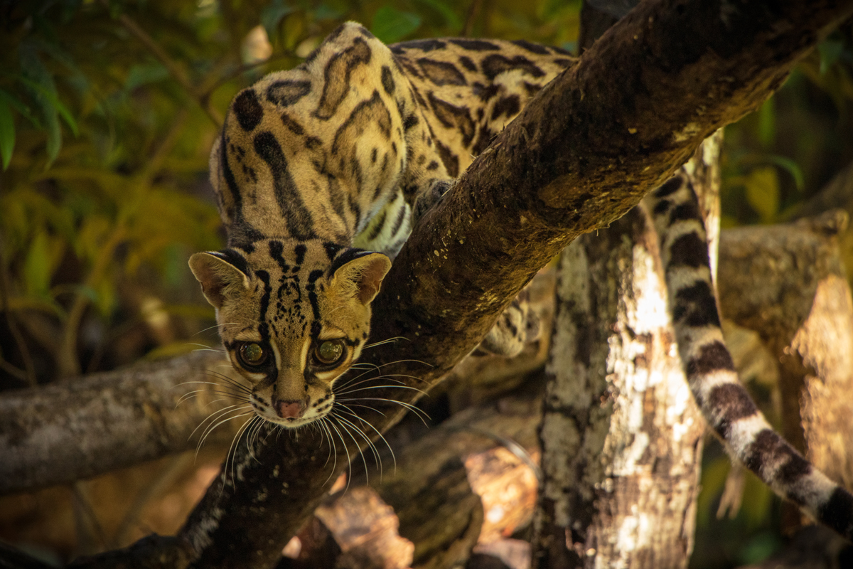 Margay peeking around branch