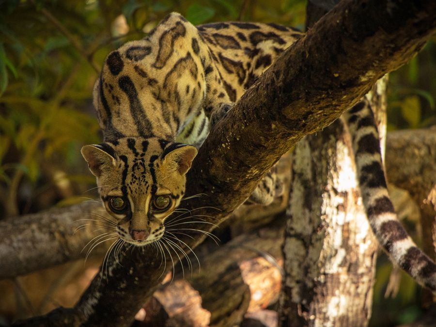 6 Elusive Wild Cats You’ve Never Heard Of