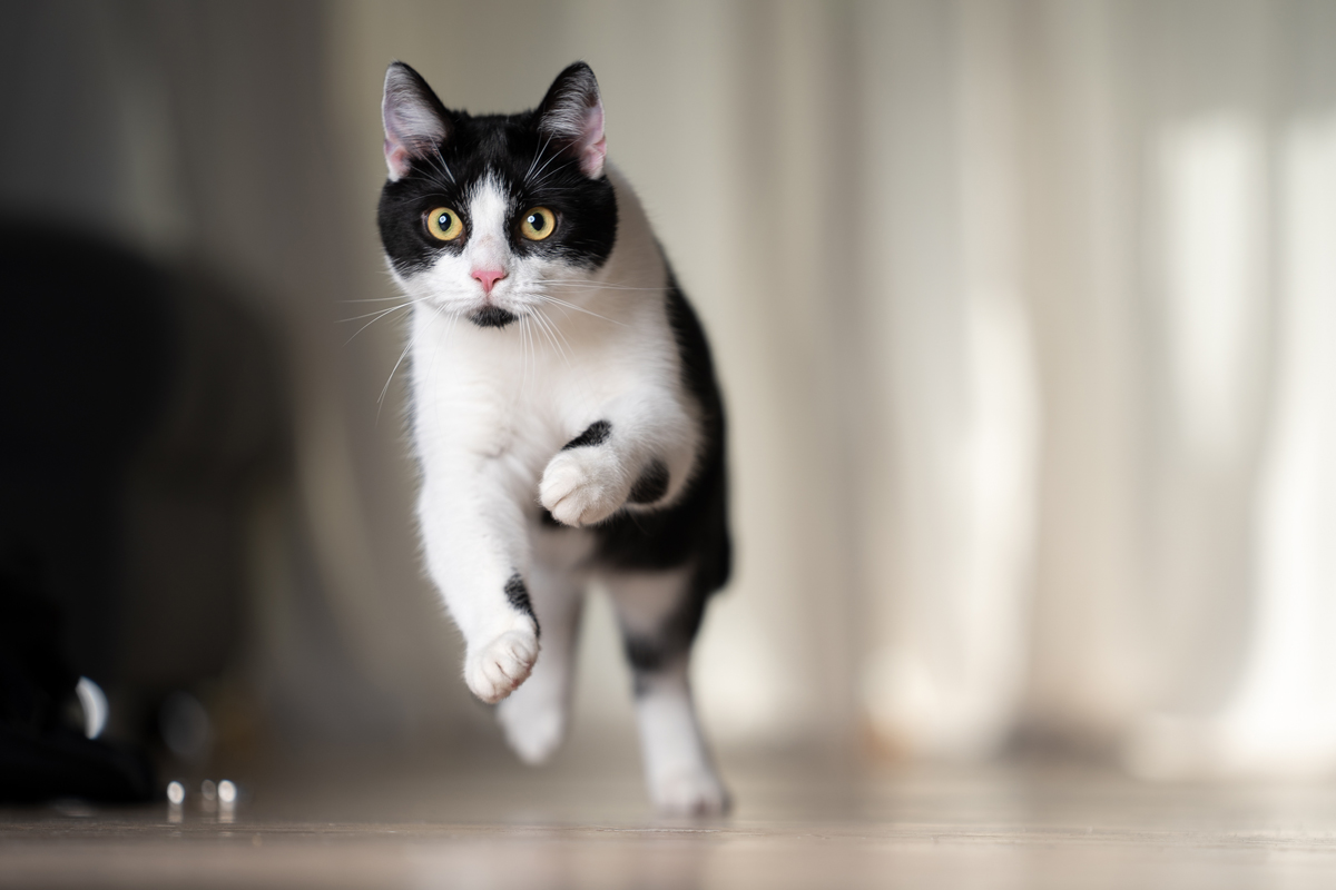 House cat in mid-leap