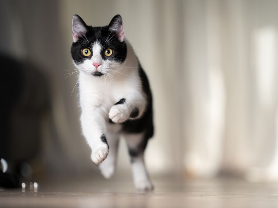 Wild Instincts Your Cat Kept From Its Ancestors