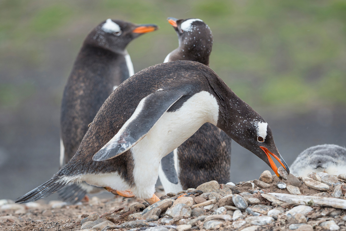 Gentoo penguins picking up a stone