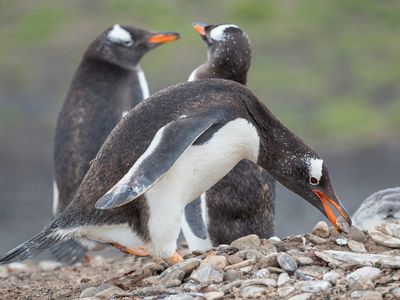 These Are the Animal Kingdom’s Biggest Collectors