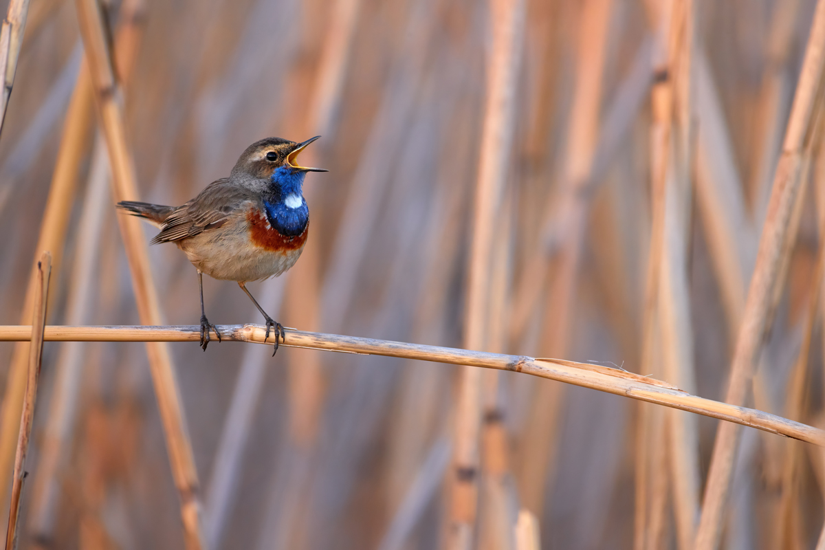 Songbird singing on a plant stalk