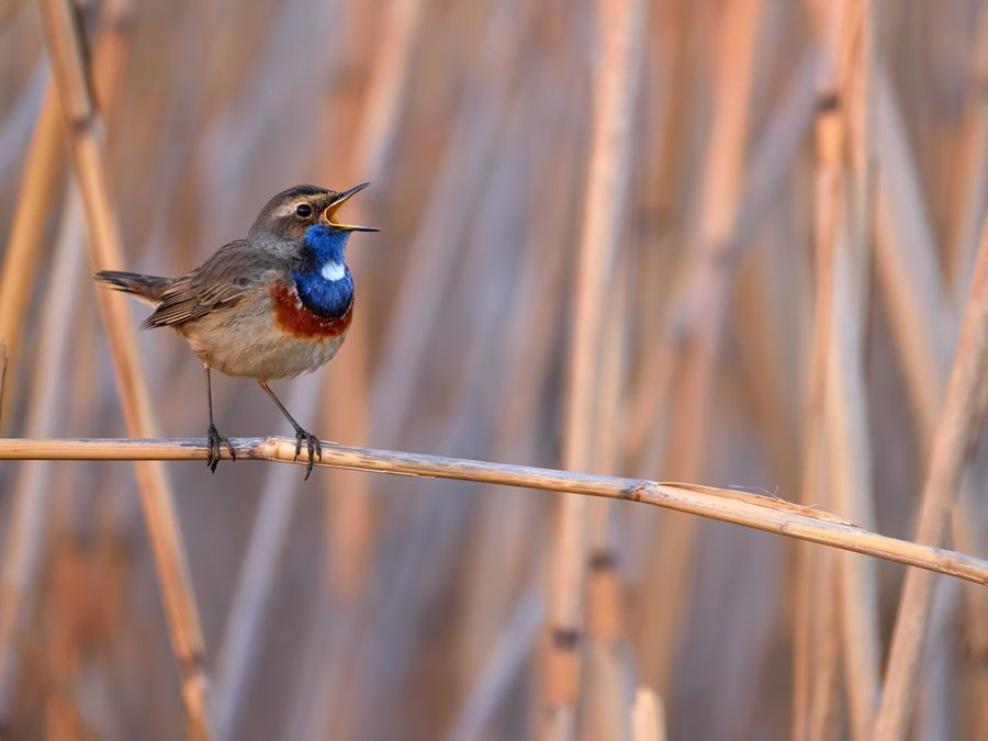 6 Animals That See Colors Humans Can’t