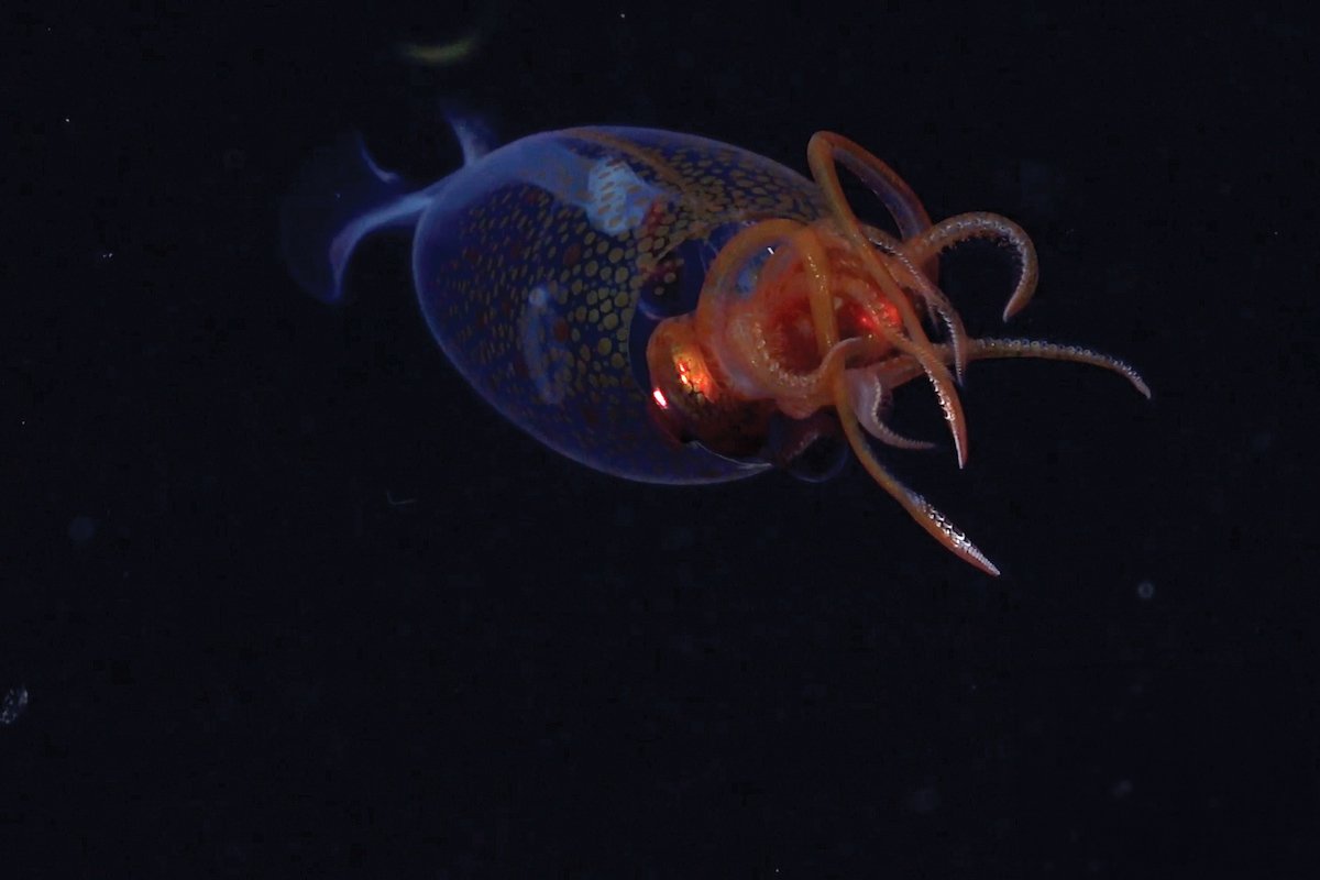 Underwater view of a colossal squid