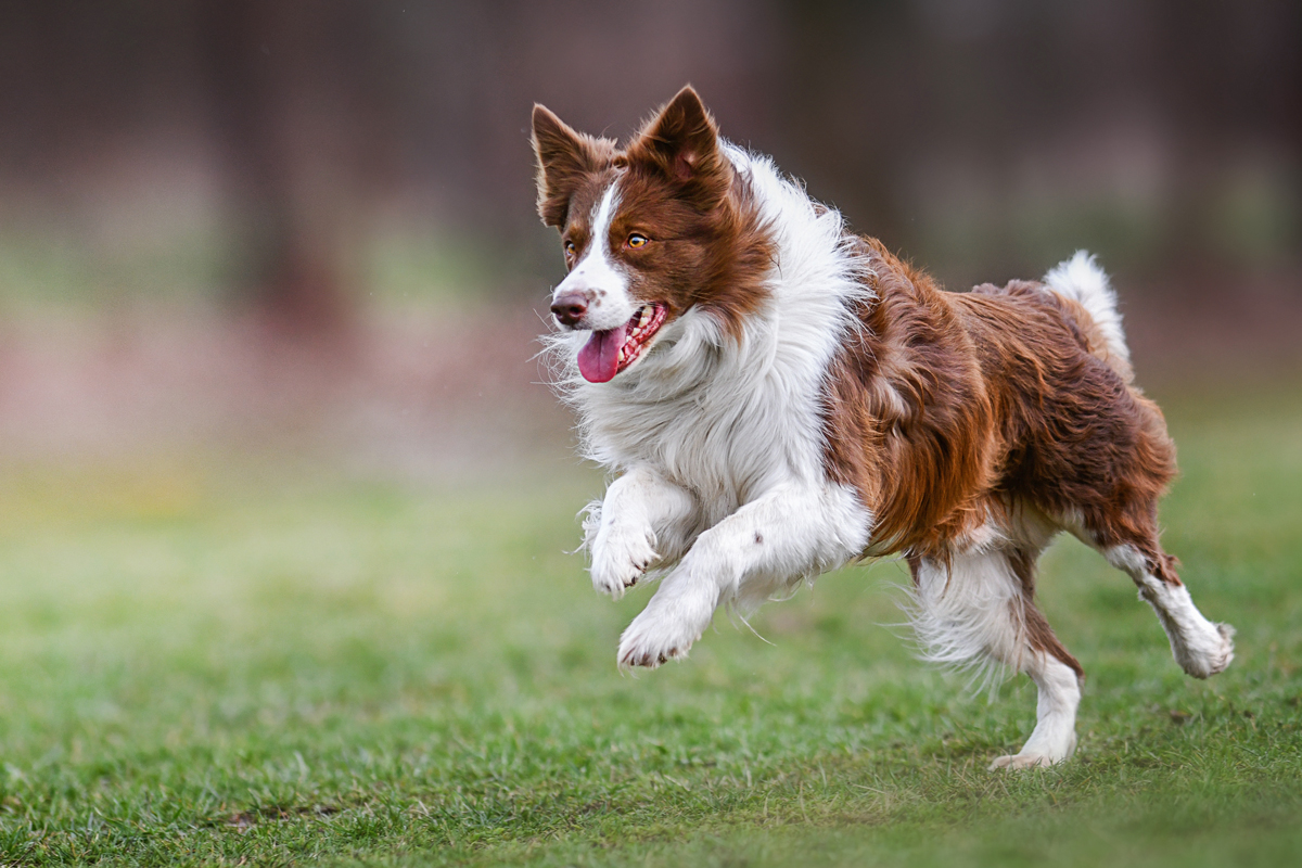 Domestic dog in mid-leap