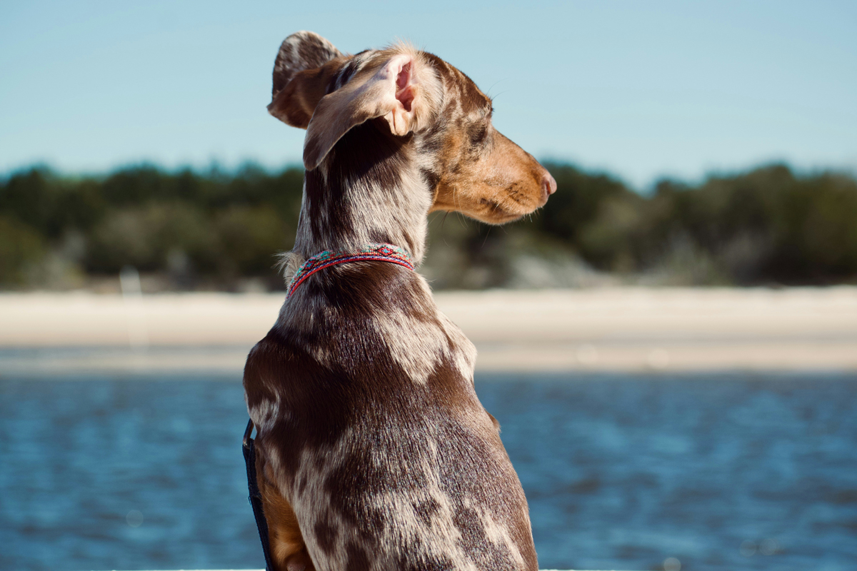 Dog sitting in front of water with back to the camera