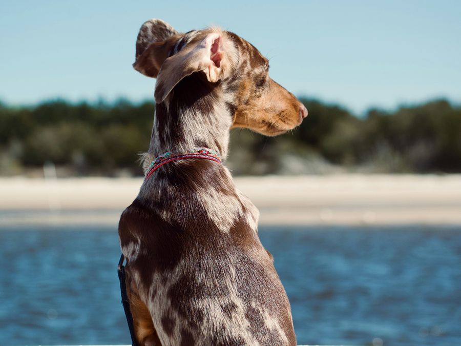 How To Read Your Dog’s Body Language