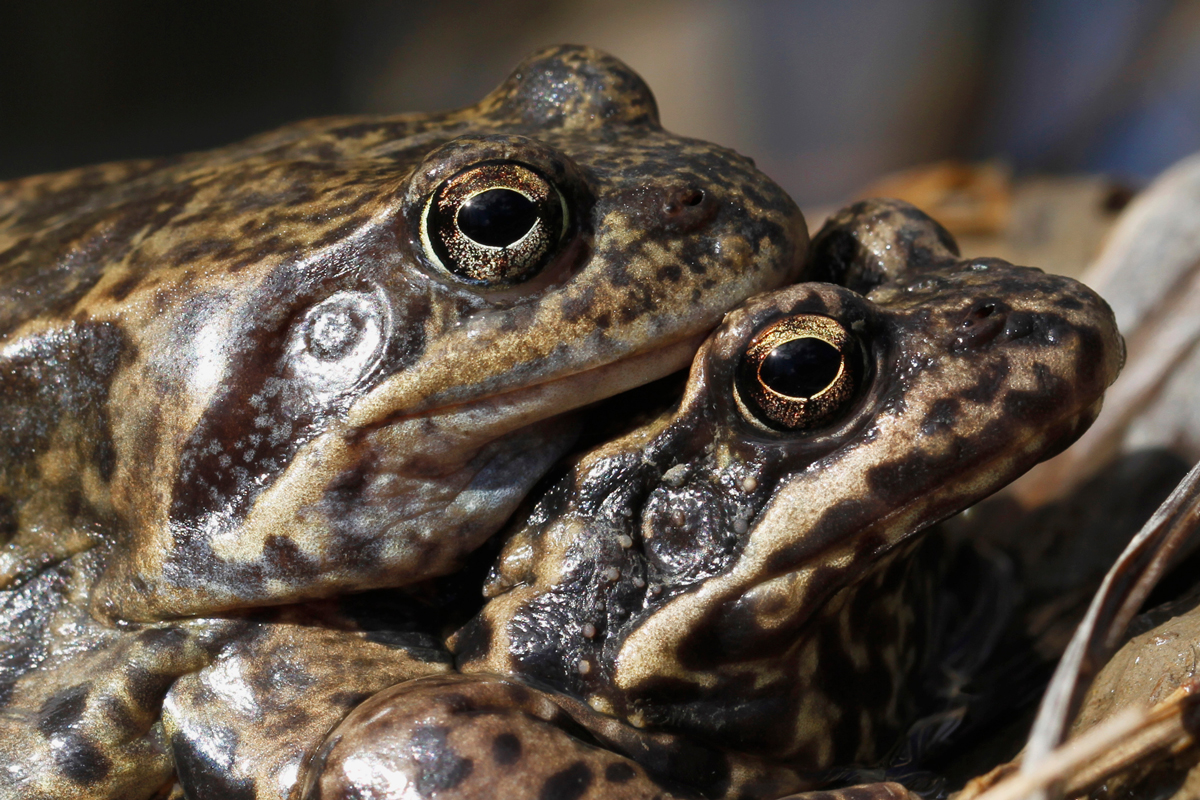 Two frogs together
