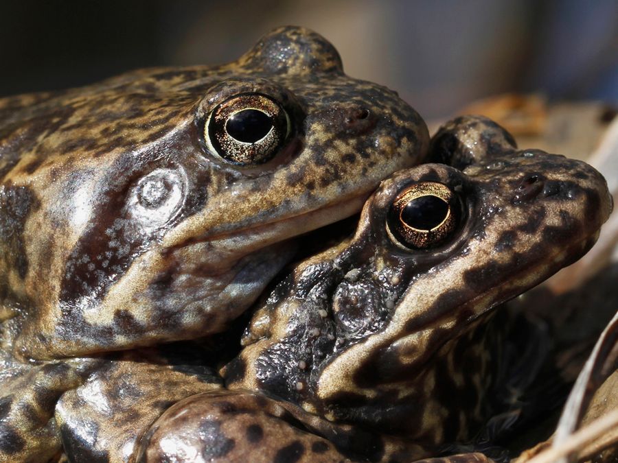 The Most Dramatic Ways Animals Reject Their Suitors