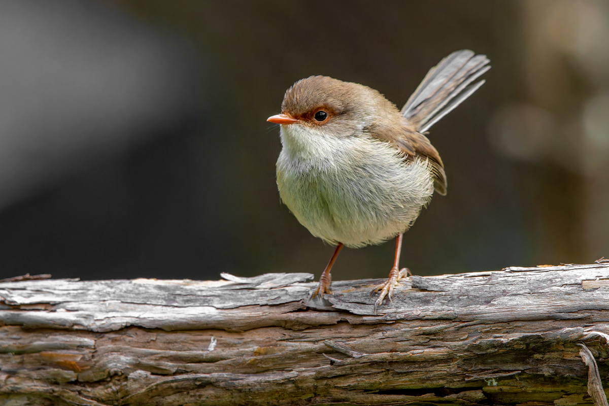 Superb fairywren perched on a branch