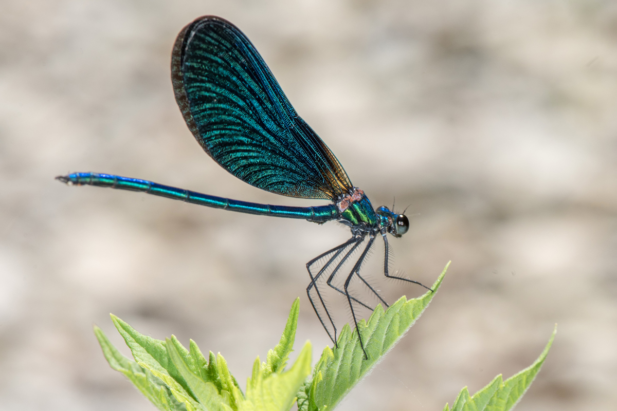 Dragonfly perched on a leaf