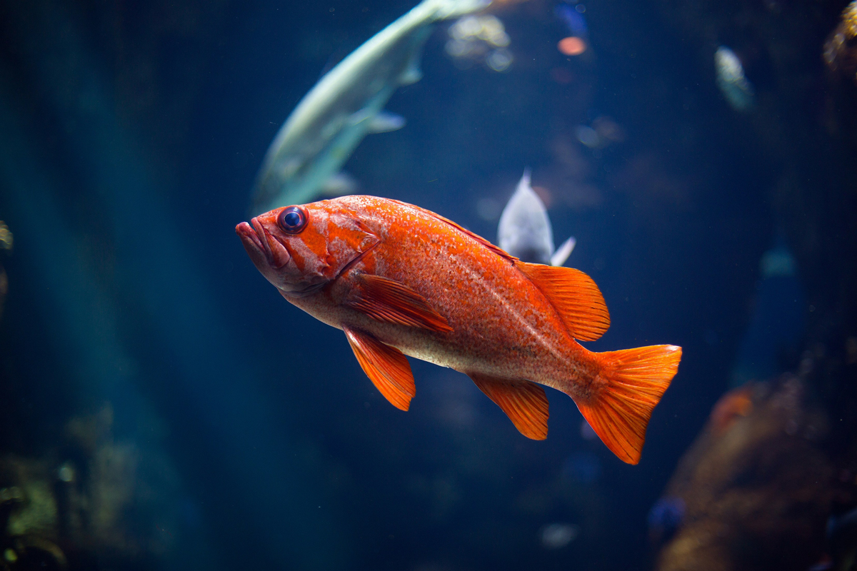 Small orange fish