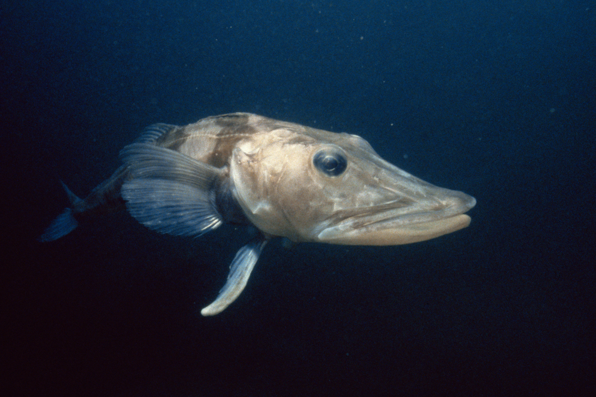 Close-up of Antarctic icefish underwater