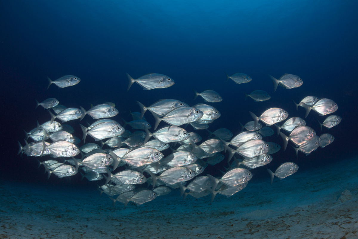 School of silvery fish underwater