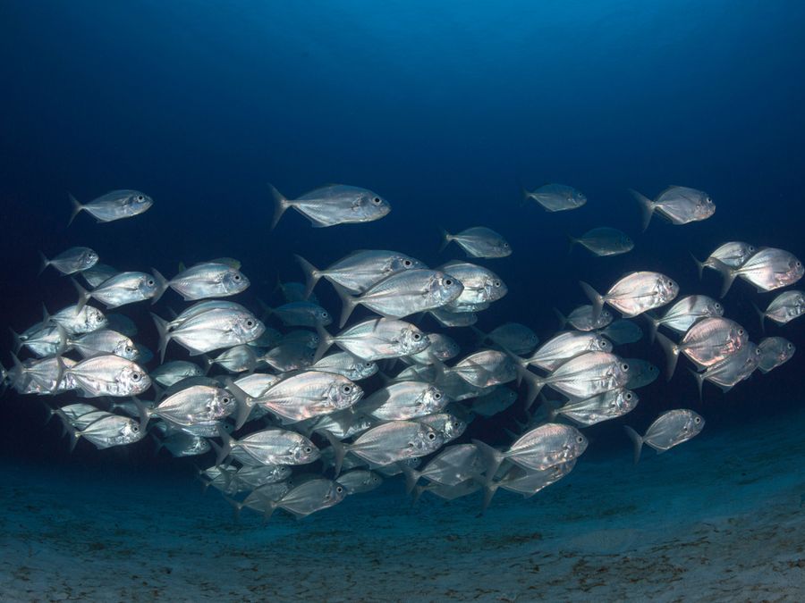 Can Fish Drown?