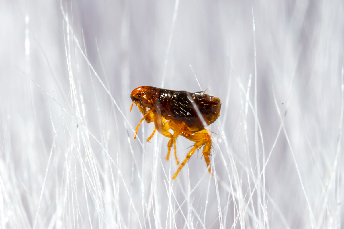 Macro shot of a flea among hairs