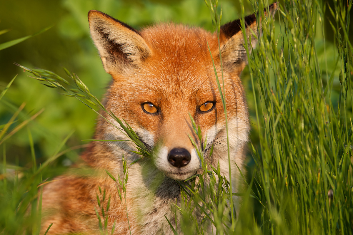 Fox standing among tall grass