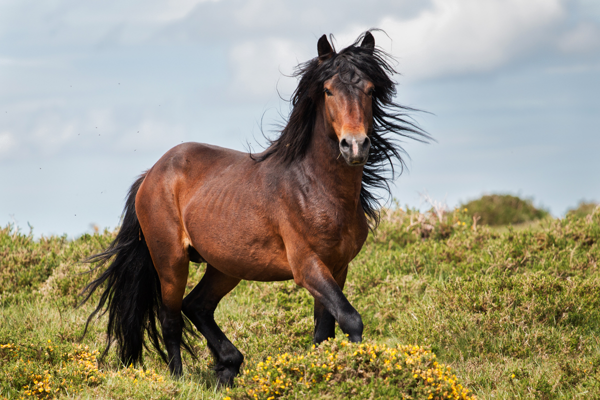 Horse standing in a field