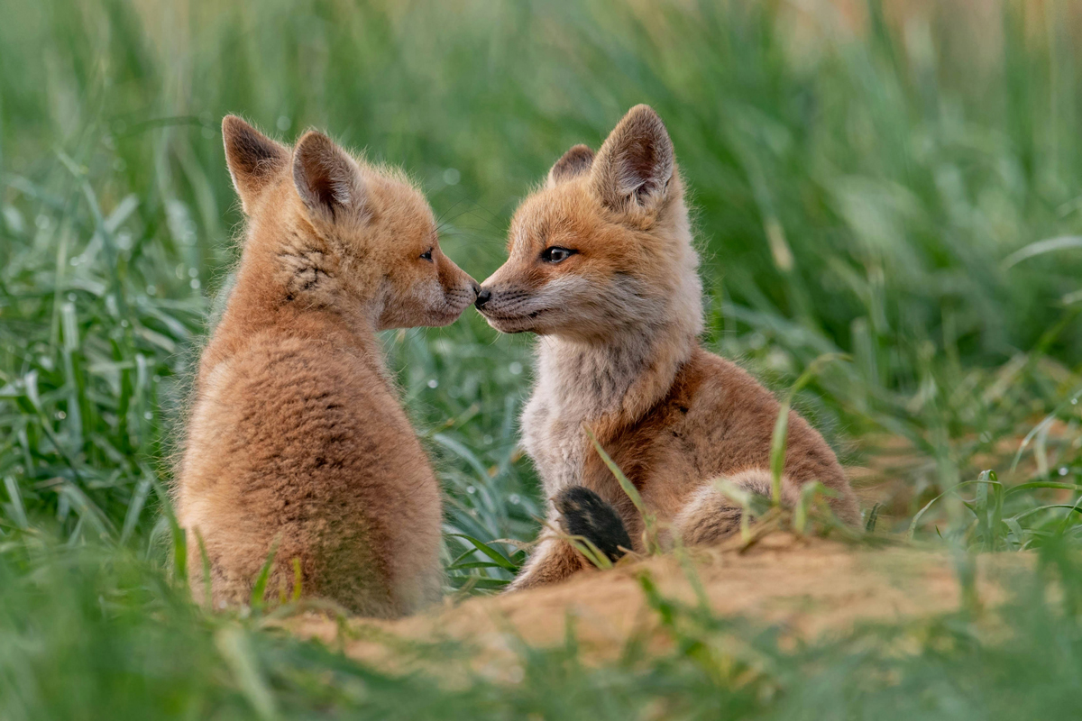 Red foxes sitting with noses touching