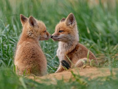 6 Creatures That Sound Shockingly Human