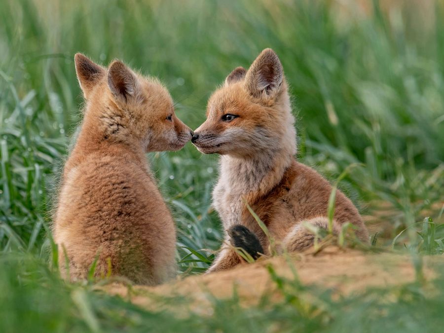 6 Creatures That Sound Shockingly Human