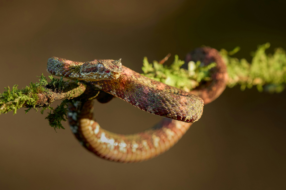 Snake wrapped around a branch