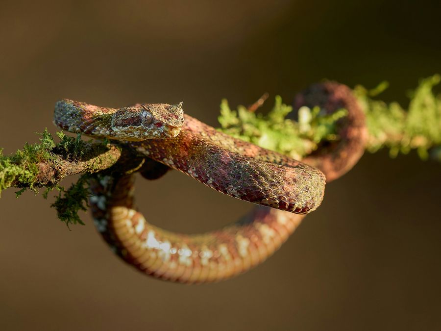 How Do Animals Live in Trees Without Falling?