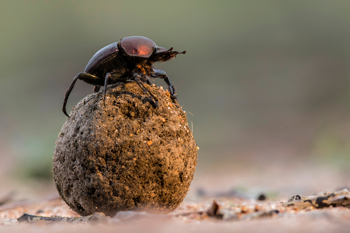 Dung beetle rolling a ball of dung
