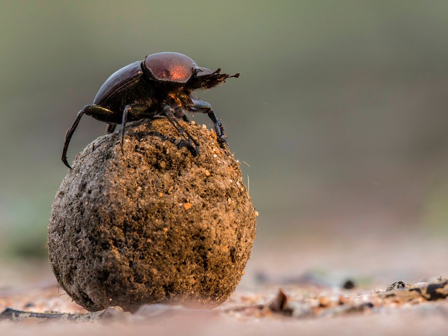 5 Mating Rituals That Look Totally Absurd