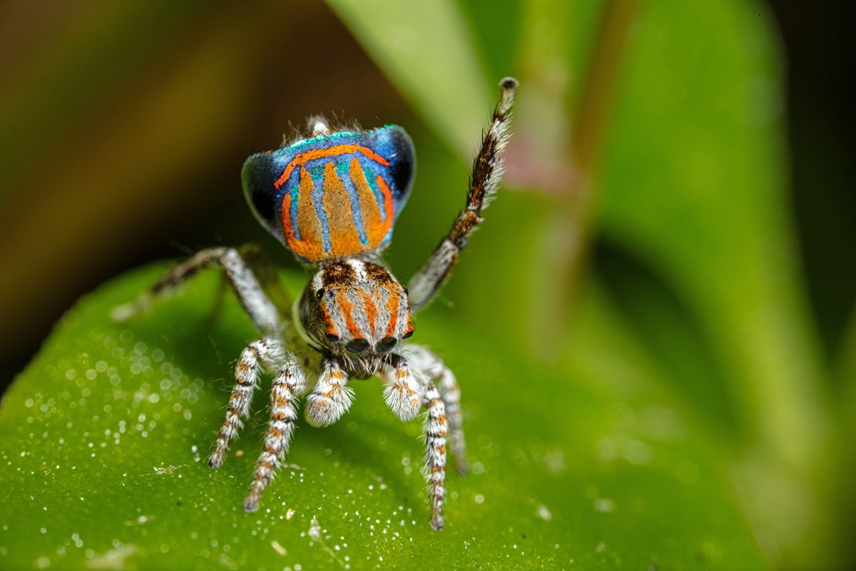 5 Mating Rituals That Look Totally Absurd - Animal Facts