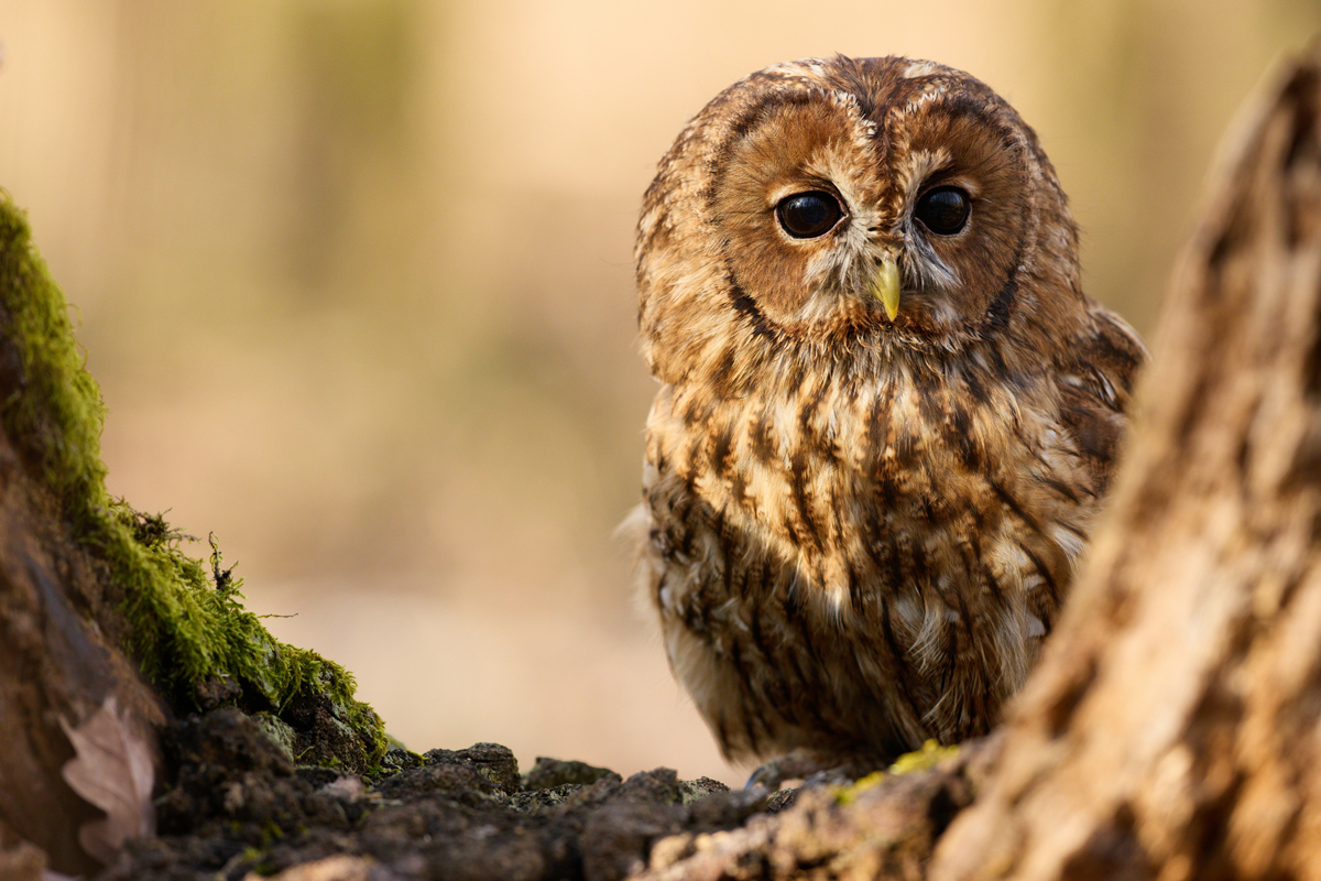Owl perched in the woods